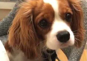 Classy Puppy Is Fed Carrots With Chopsticks