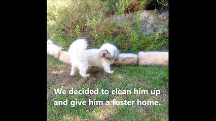 Abandoned Shih Tzu finds new home with a Coton de Tulear [360p]