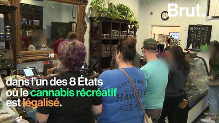 Cannabis : quelles sont les différentes législations dans le monde ?