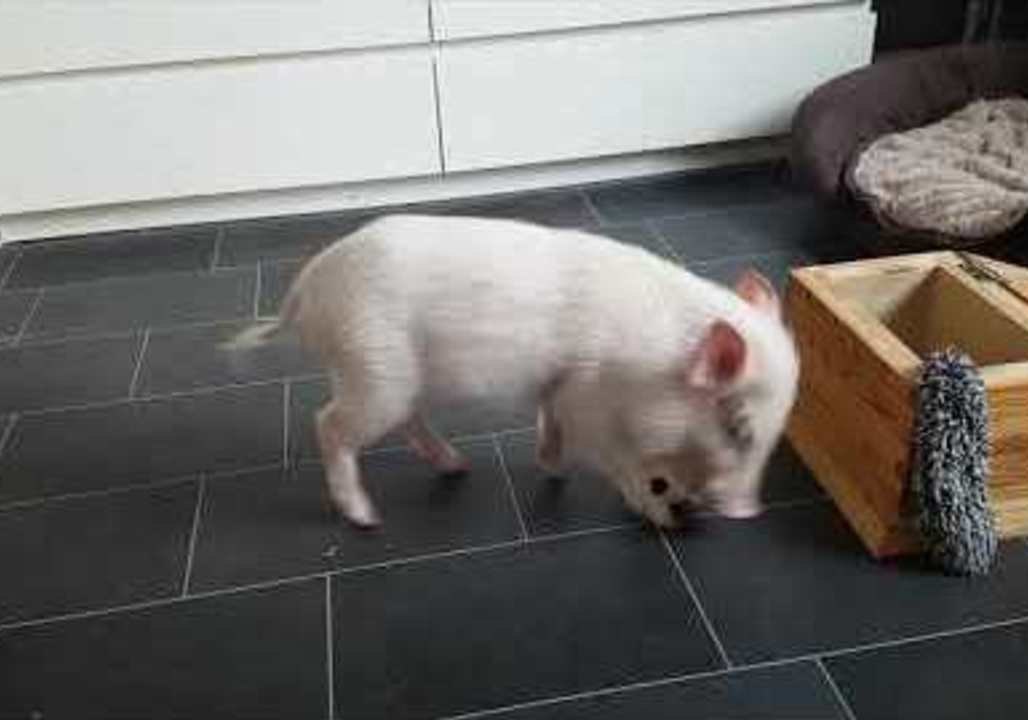 Playful Pig Makes Cleaning Up Look Easy