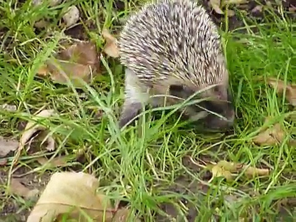 Hoglet with fly strike
