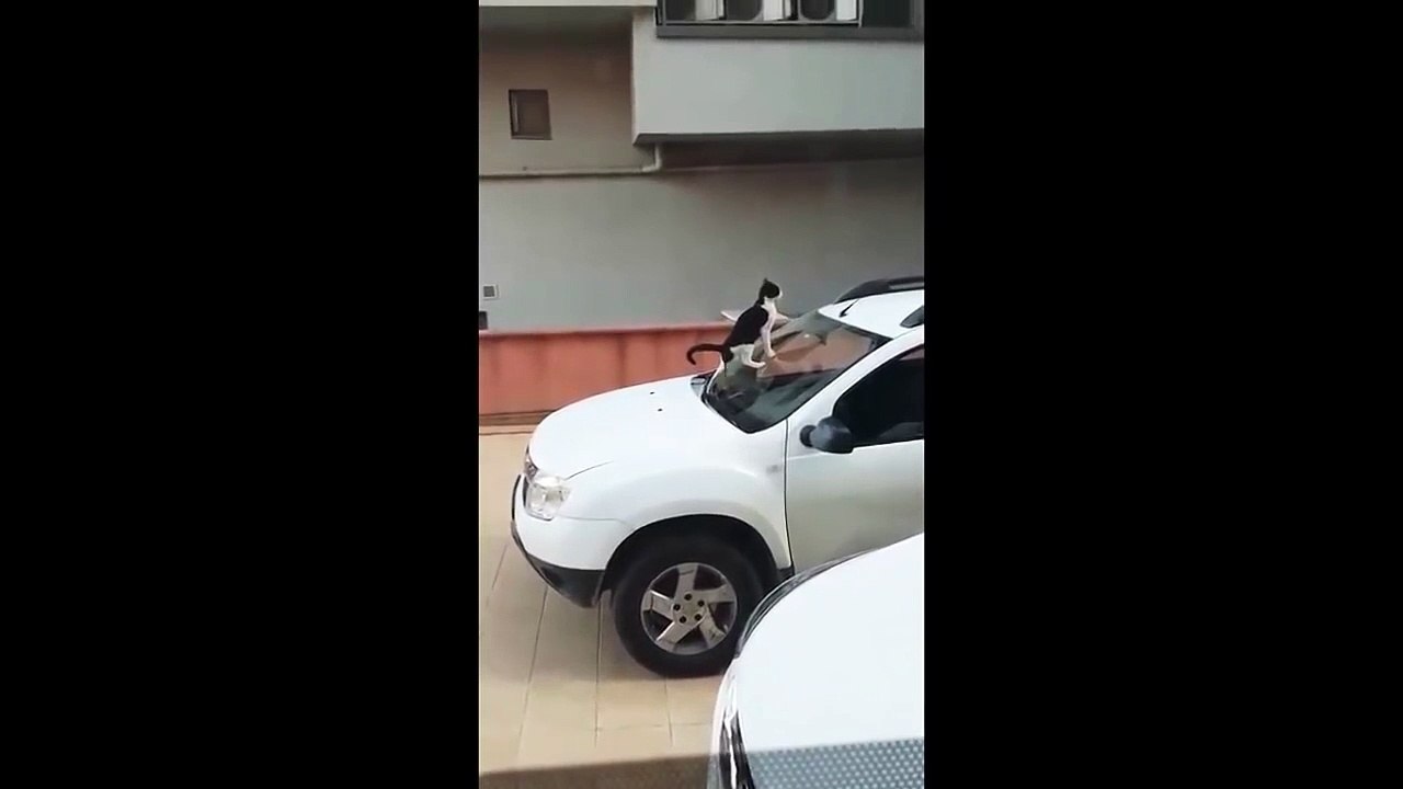 Un chat monte sur une voiture et  décide de se lâcher sur le pare-brise !