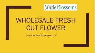 Wholesale Fresh Cut Flower - www.wholeblossoms.com