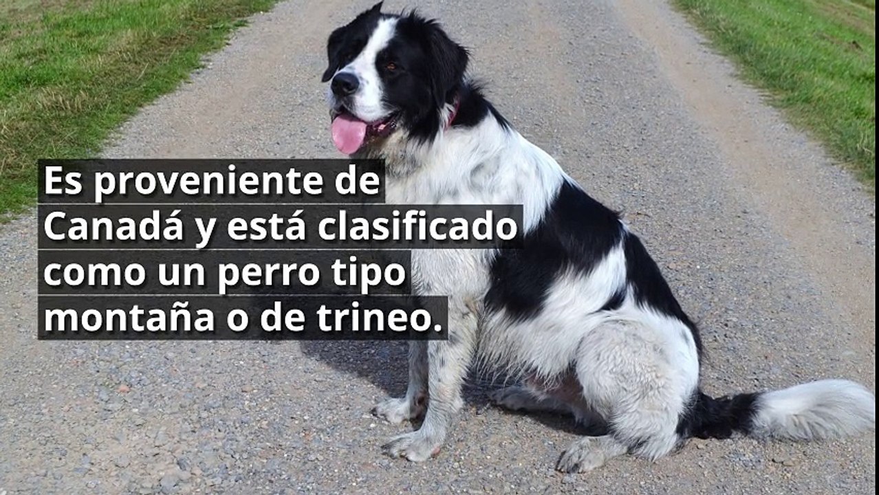 Perro Terranova