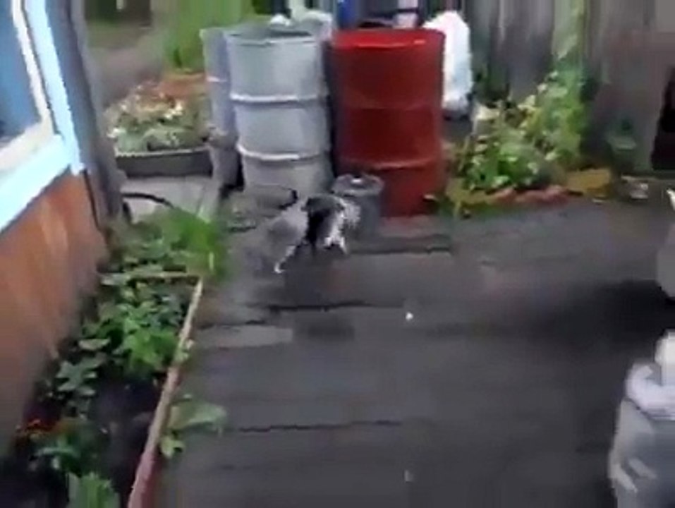 vefalı kedi