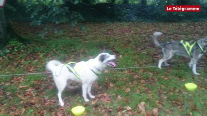 Pléhédel (22). Chiens attelés Un circuit testé sous la pluie