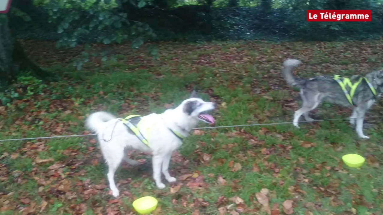 Pléhédel (22). Chiens attelés Un circuit testé sous la pluie