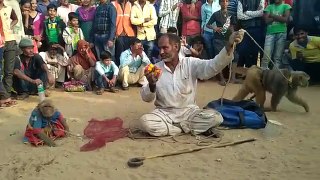 Haryanvi Bandar Bandriya Ka Khel - WhatsApp funny viral video