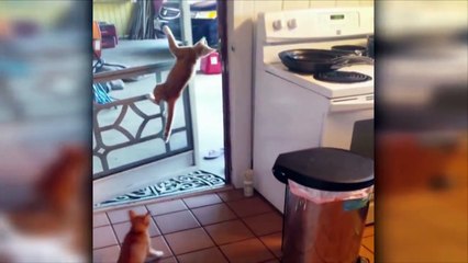 Ninja Cats 2017 try not to laugh !