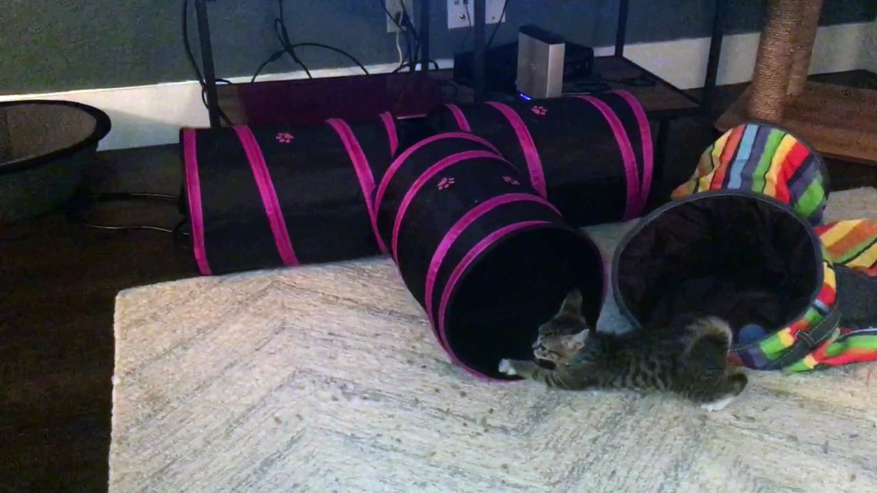 Kitten loves his tunnel!
