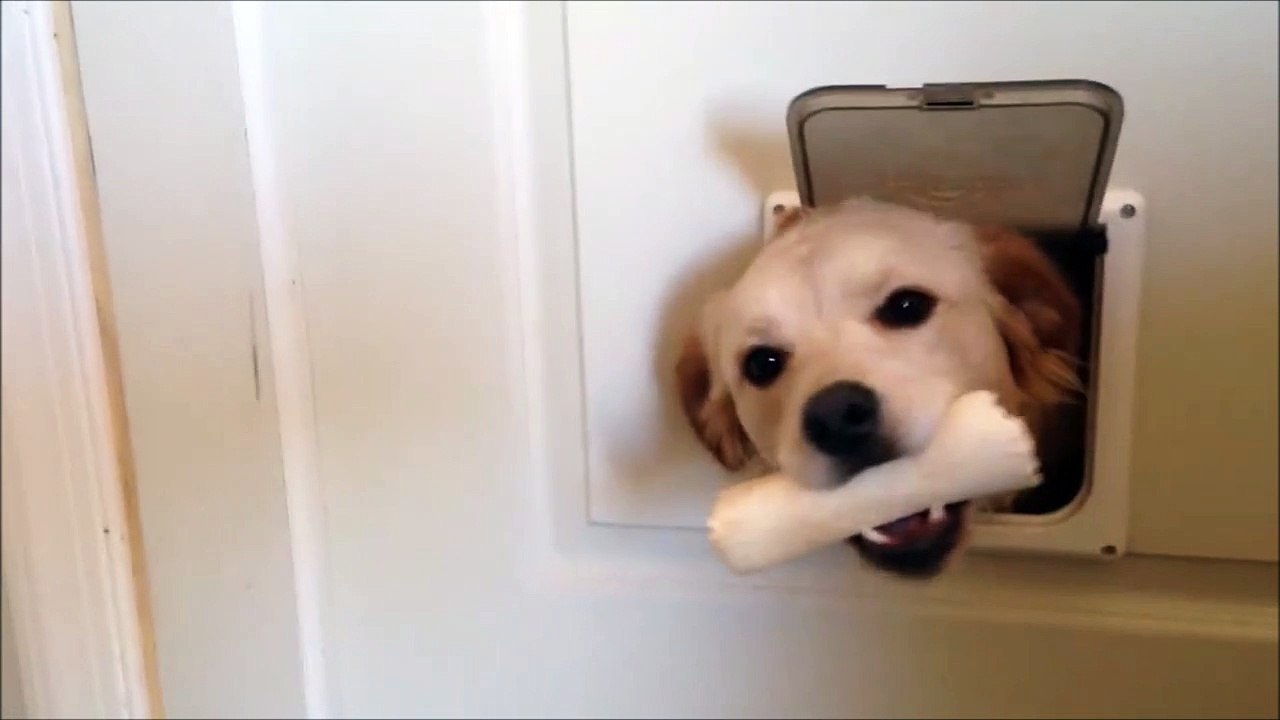 Une trappe magique qui transforme les chiens qui passent leur tête