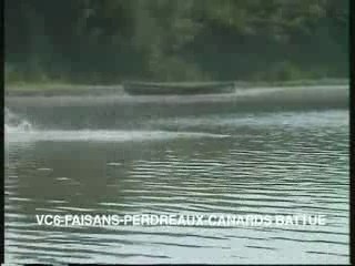 Faisans, perdreaux, canards en battue