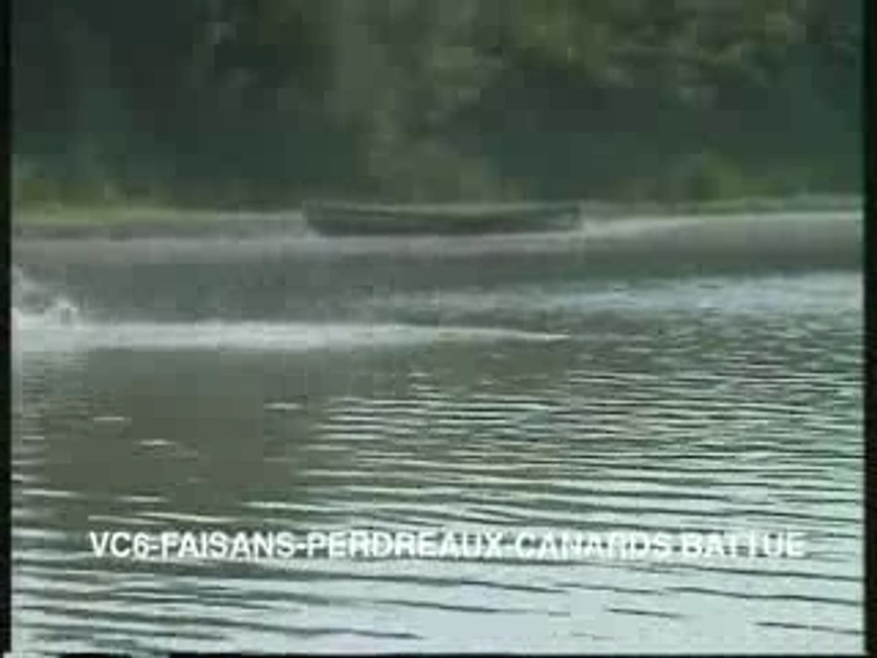 Faisans, perdreaux, canards en battue