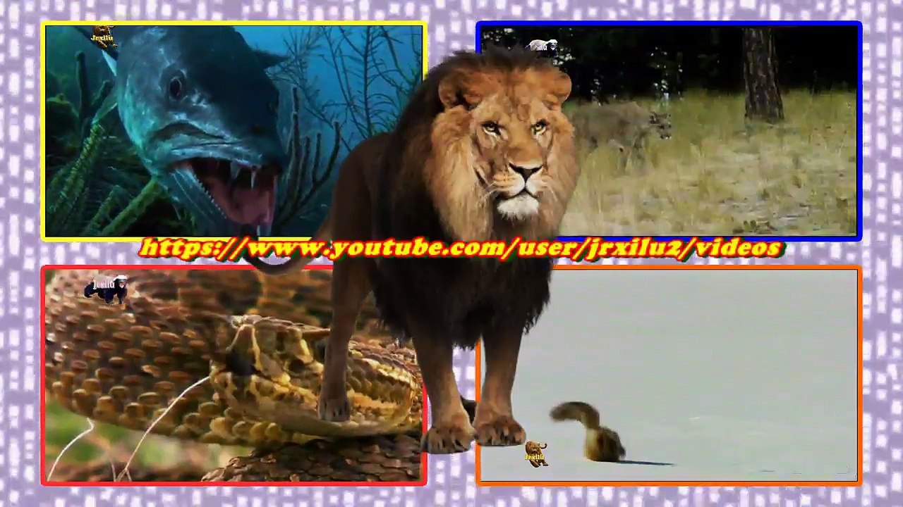 leão vs crocodilo