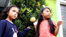 Squishy Dares ♥ Indonesia | Cut IBloom Keira Charma ? Squishy Dares Gone Wrong