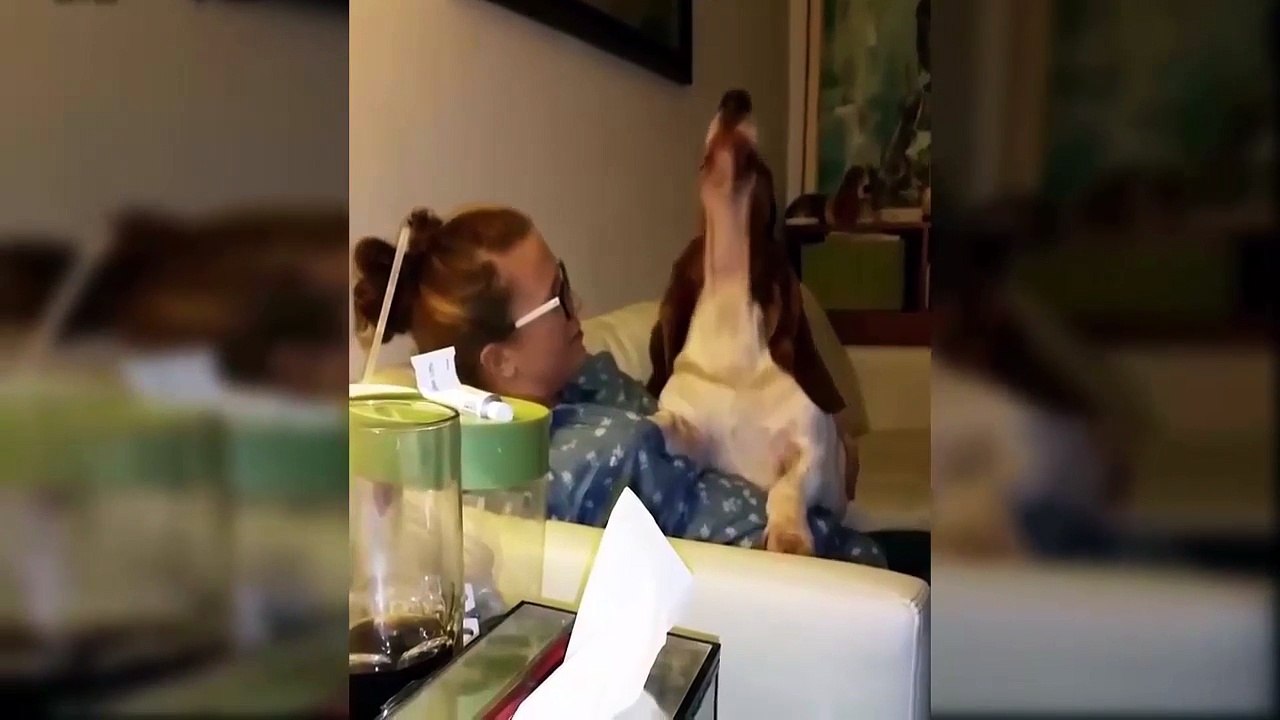 Funny Talking Dogs Compilation 2016 - Talking Dog Videos