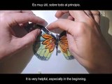 Quilled butterfly - Papillon quilling - Mariposa de Papel