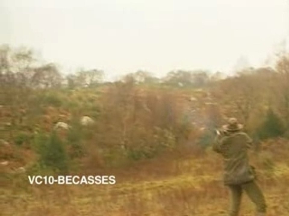 Bécasses - chasses d'Irlande, terre de bécasses