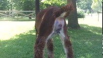 Birth of an Alpaca at Alpacas of Rocky Road Ranch Ashland Ohio - www.alpacasofrockyroadranch.com