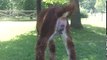 Birth of an Alpaca at Alpacas of Rocky Road Ranch Ashland Ohio - www.alpacasofrockyroadranch.com