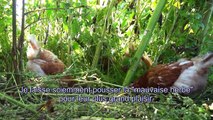 MAMAN POULE 1. Poule pondeuse. Baby Chicks and Mother Hen. Over-parenting