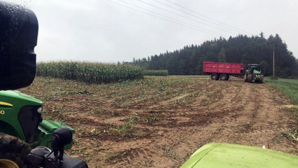 Wild Hogs are Chased From a Corn Field