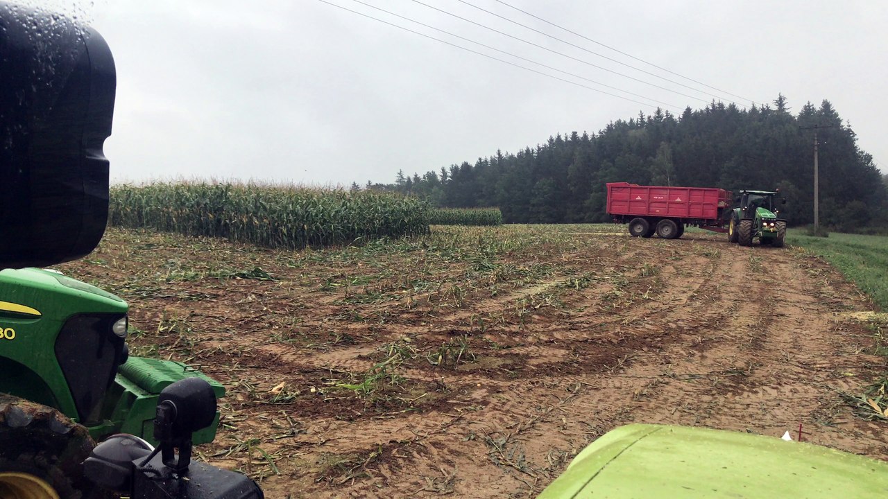 Wild Hogs are Chased From a Corn Field