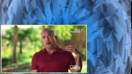 Cesar 911 S02E10 Not So Gentle Giant