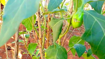 Jiló _  ジロ (植物)  (Solanum aethiopicum)