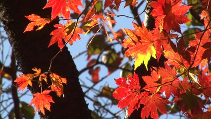 [날씨] 한글날 날씨와 이번 주 단풍 전망은? / YTN