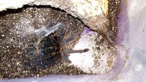 Видео-кормление пауков-птицеедов. Выпуск 2. Серия 1 | Tarantula Feeding Video