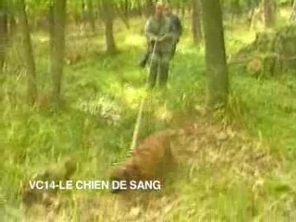 Le chien de sang