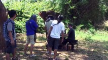 Piano for Elephants in Thailand (video diary)