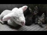 Baby Lamb Relaxes With Kittens