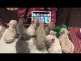 French Bulldog Pups Enjoy Favorite TV Show