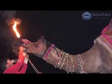 ऊंट ने किया आग को मुँह मे लेकर डांस ऐसा वीडियो आप ने पहले कभी नहीं देखा होगा | New camel dance