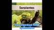 Serpientes (Reptiles) (Spanish Edition)