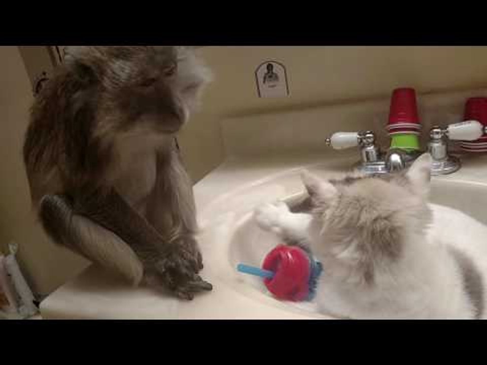 Pet Monkey Enjoys Grooming Cat
