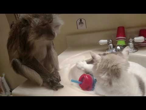 Pet Monkey Enjoys Grooming Cat