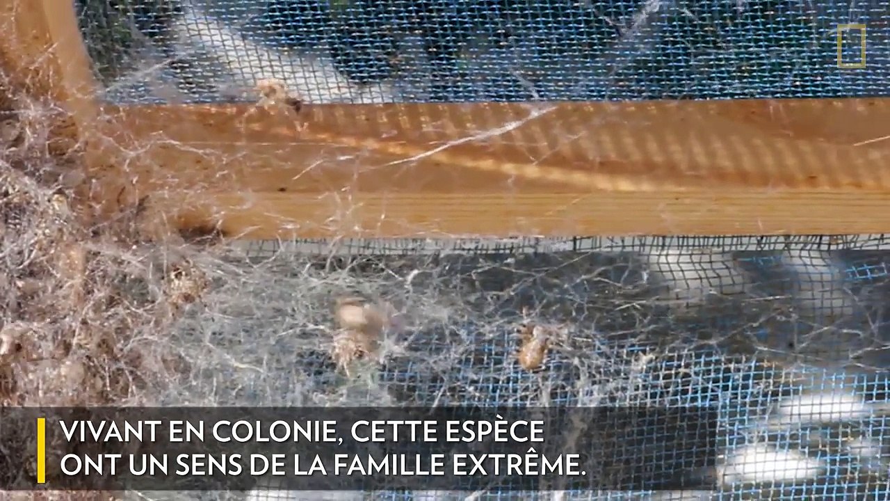 [Insolite] La vie de famille des araignées
