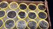 Coin Roll Hunting - Half Dollars.Warning, Extreme Silver