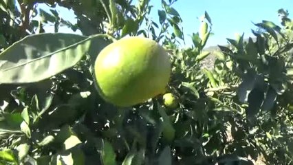 Ürün Var, Pazar Yok. Erkenci Mandalina Tüccardan İlgi Bekliyor