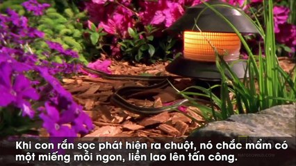 Chuột tấn công tới tấp rồi "ăn tươi nuốt sống" rắn độc