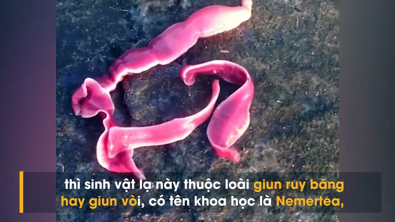 Bất cứ ai khi nhìn thấy sinh vật trông như miếng thịt xông khói phun