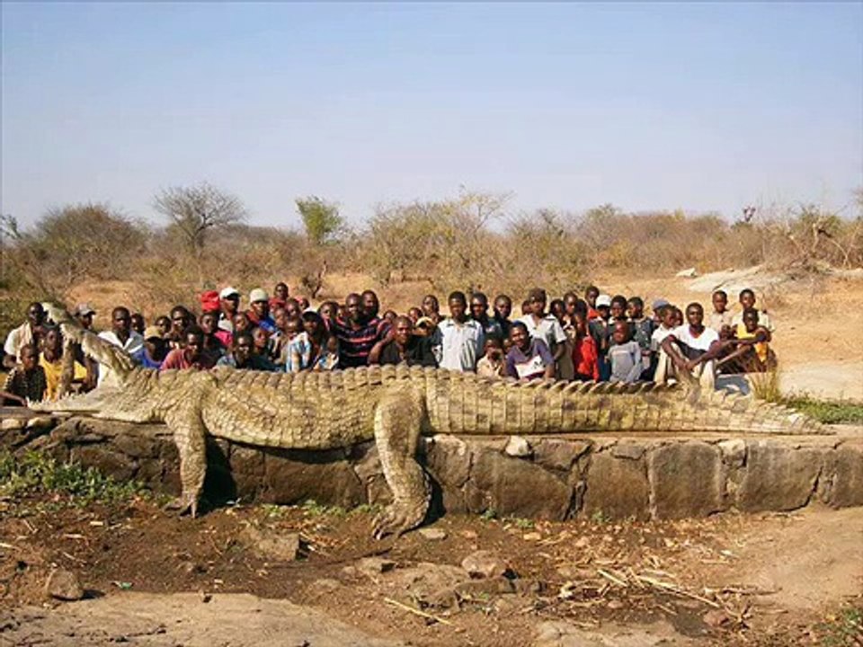 crocodile in Niger