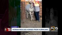 Gilbert group rescues horses from Hurricane Harvey