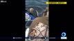 Fishermen rescue two drowning bear cubs from jaws of death in Russia