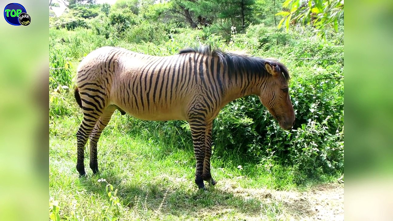 25 Animales Híbridos Más Fascinantes Del Mundo