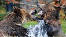 30 de minute de sunete respingătoare pentru ursi