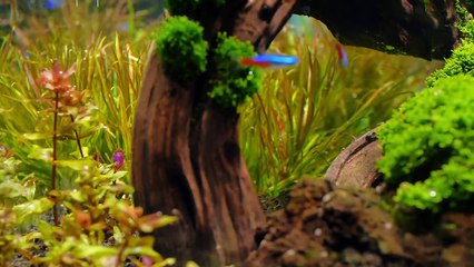 The Hard Water Planted Aquarium & Everything You Want To Know!